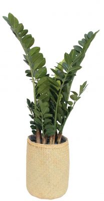 Nairobie Zamia Artificial Plant Tanaman    